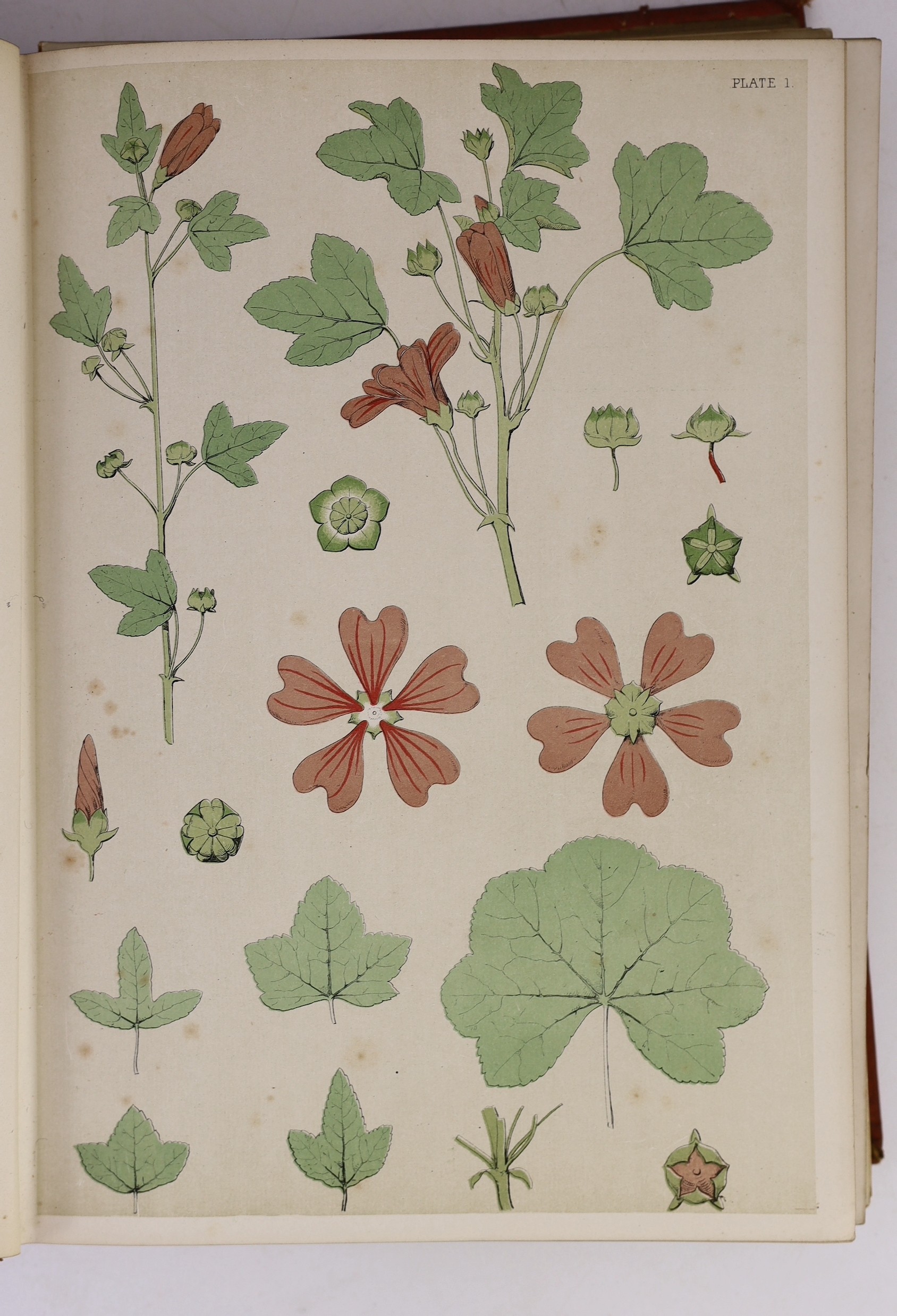 Craven, J.B - Dr Robert Fludd. …The English Rosicrucian - Life and Writings, one of 300, 8vo, simulated crocodile skin, Occult Research Press, n.d; Hulme, Frederick Edward - A Series of Sketches from Nature, of Plant For